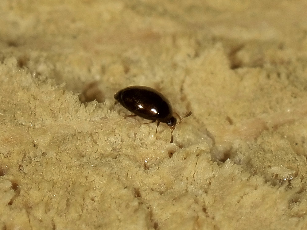 Altro Corylophidae: Orthoperus sp.